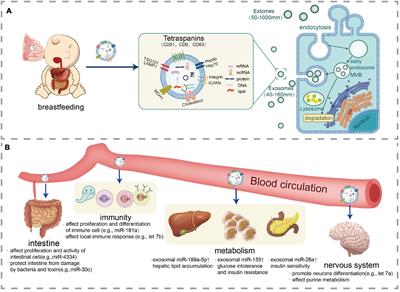 Biological Properties of Milk-Derived Extracellular Vesicles and Their Physiological Functions in Infant